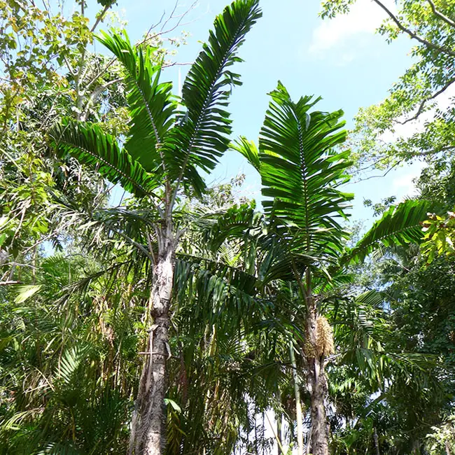 Macaw Palm Tree (Aiphanes minima)