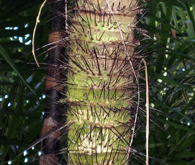 Macaw Palm Tree (Aiphanes minima) trunk with spines