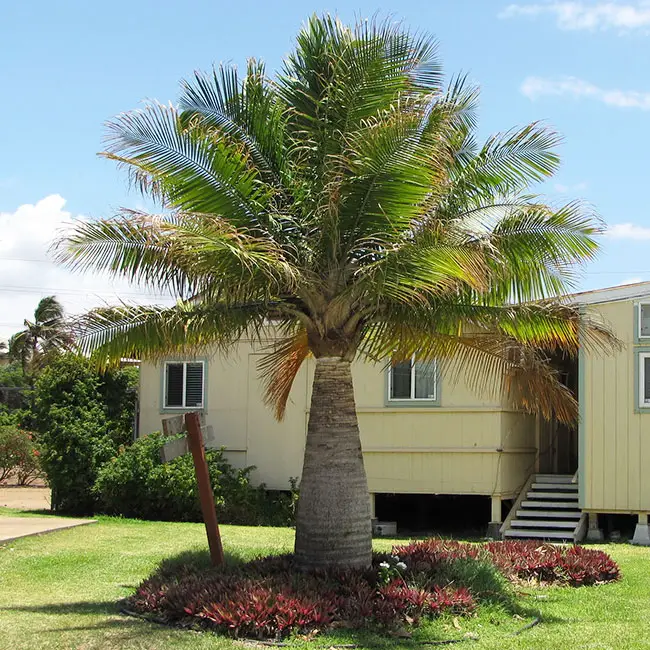 Majesty Palm Tree (Ravenea rivularis).