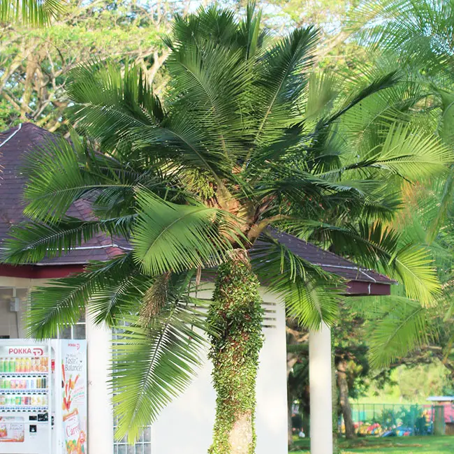 Majesty Palm Tree (Ravenea rivularis)