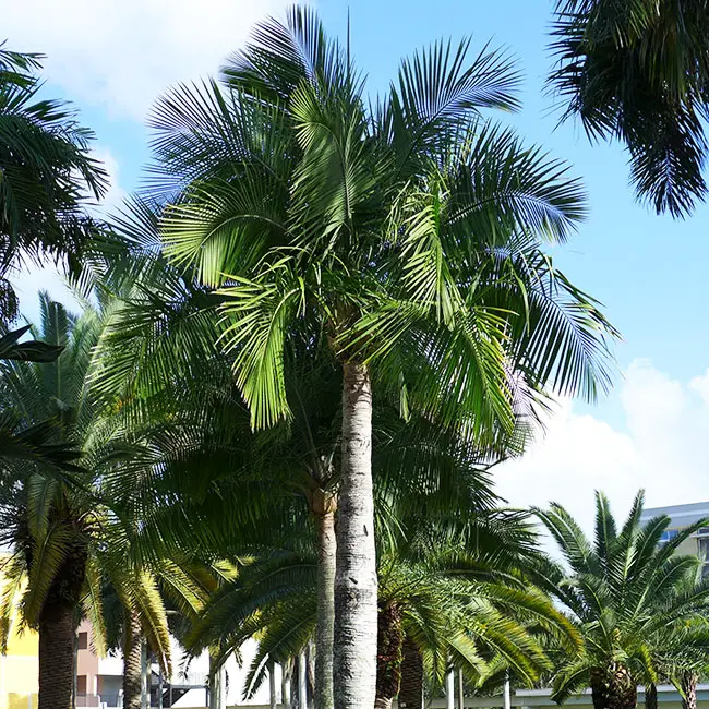 Majesty Palm Tree (Ravenea rivularis)