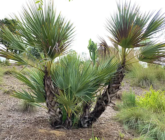 Mazari Palm Tree (Nannorrhops ritchiana).