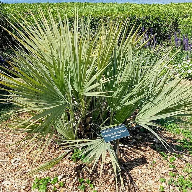 Mazari Palm Tree (Nannorrhops ritchiana). 