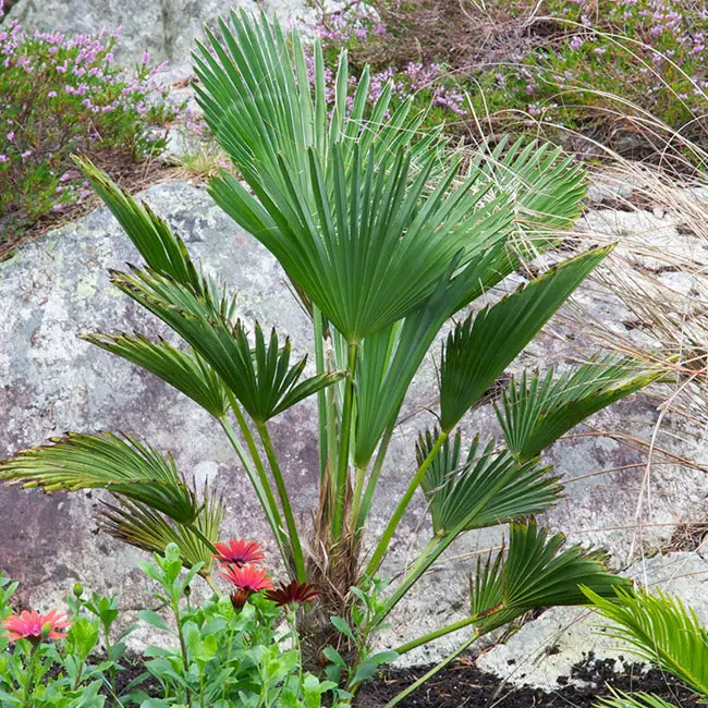Miniature Chusan Palm Tree (Trachycarpus wagnerianus)