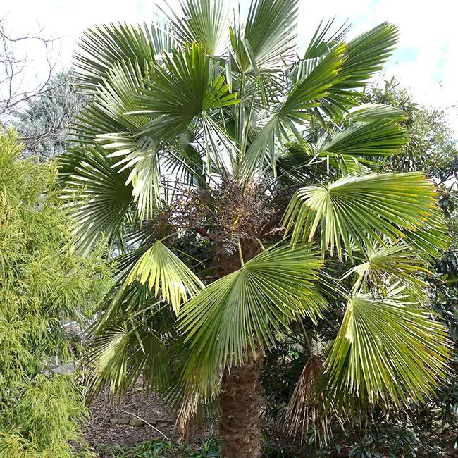 Trachycarpus wagnerianus MINIATURA CHUSAN Palm 10 Semi 