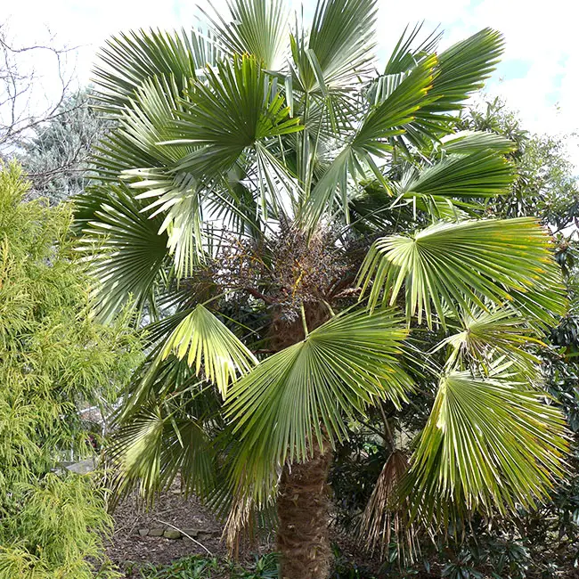 Miniature Chusan Palm Tree (Trachycarpus wagnerianus)