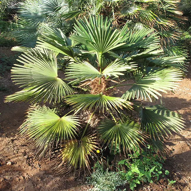 Miniature Chusan Palm Tree (Trachycarpus wagnerianus). 