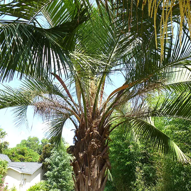 Mule Palm Tree (Butiagrus nabonnandii)