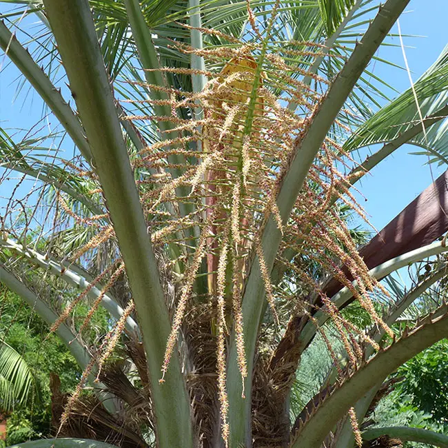 Mule Palm Tree (Butiagrus nabonnandii)