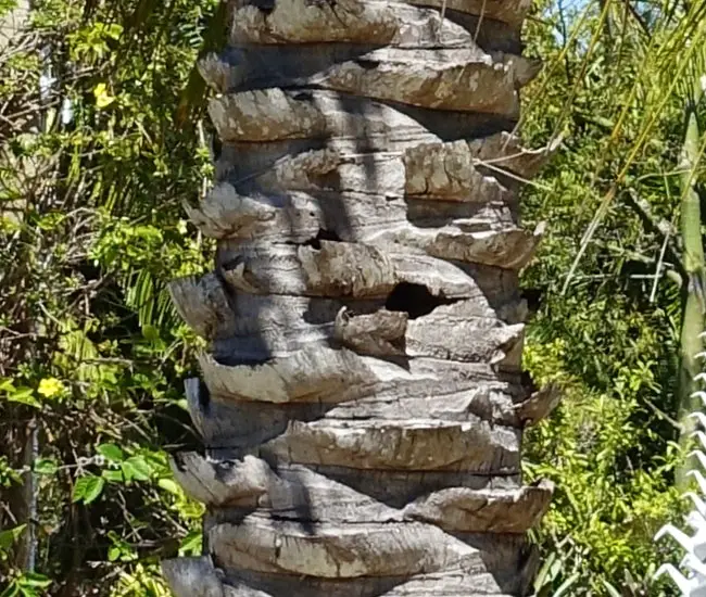 Mule Palm Tree (Butiagrus nabonnandii)