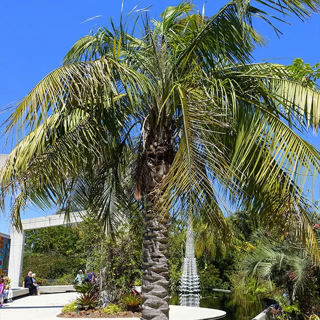 Mule Palm Tree (Butiagrus nabonnandii). 