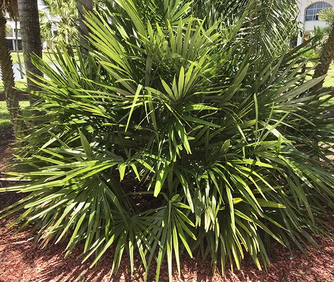 Needle Palm Tree (Rhapidophyllum hystrix). 