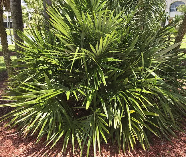 Needle Palm Tree (Rhapidophyllum hystrix).