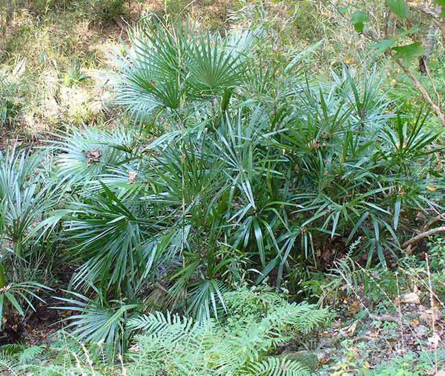 Needle Palm Tree (Rhapidophyllum hystrix)