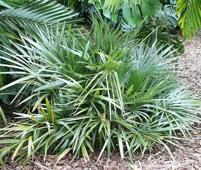 Needle Palm Tree (Rhapidophyllum hystrix). 