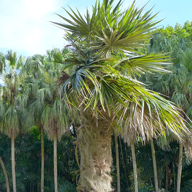 Old Man Palm Tree (Coccothrinax crinita)
