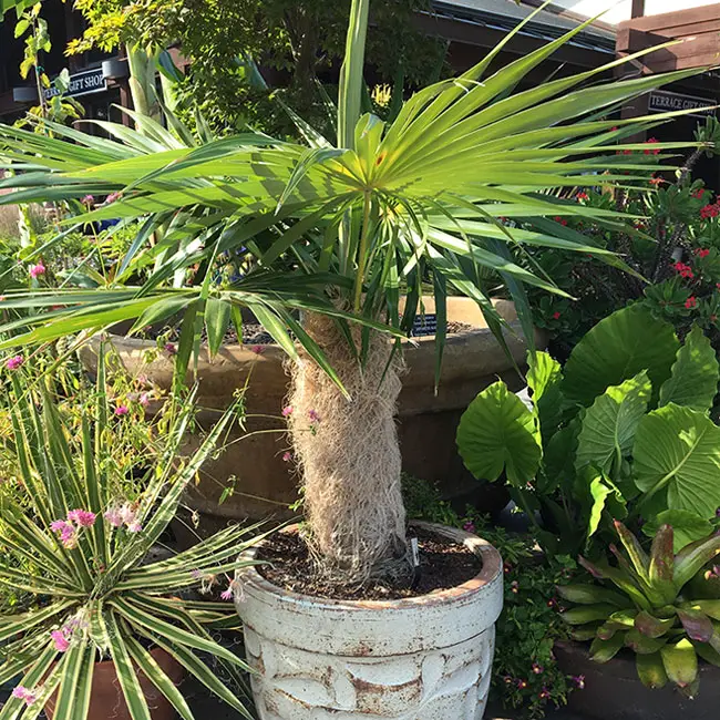 Old Man Palm Tree (Coccothrinax crinita). 