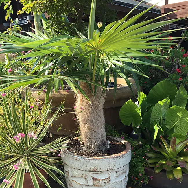 Old Man Palm Tree (Coccothrinax crinita)