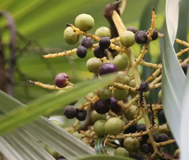 Old Man Palm Tree (Coccothrinax crinita) fruits