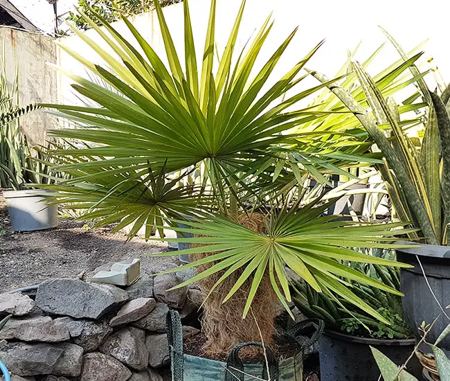 Old Man Palm Tree (Coccothrinax crinita).