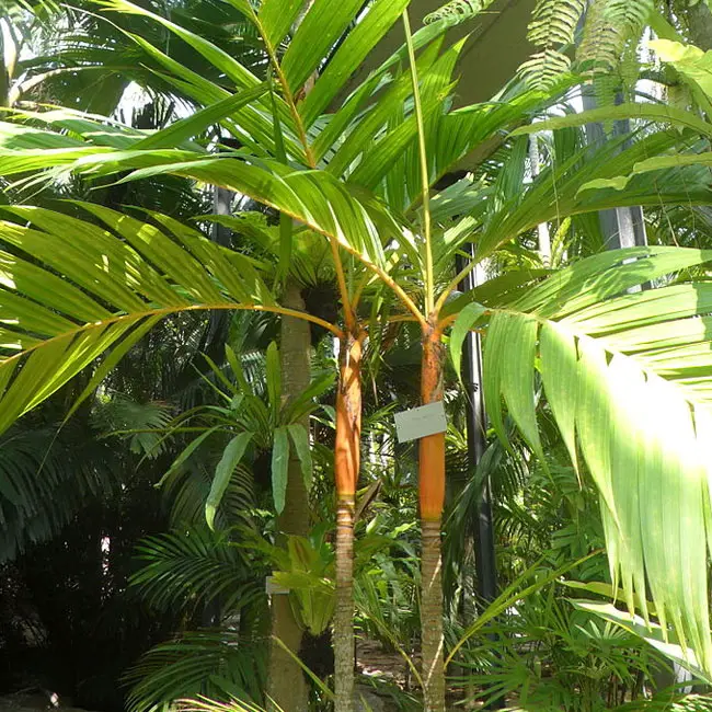Orange Crownshaft Palm Tree (Areca vestiaria)