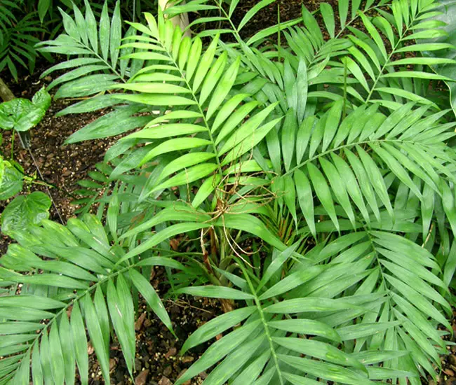 Parlor Palm Tree (Chamaedorea elegans). 