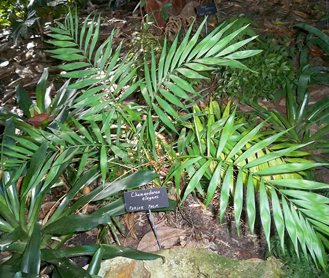 Parlor Palm Tree (Chamaedorea elegans)