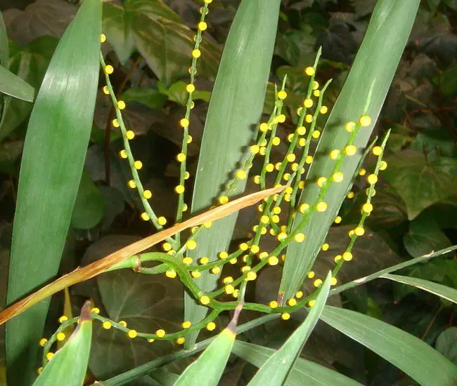 Parlor Palm Tree (Chamaedorea elegans) flowers.