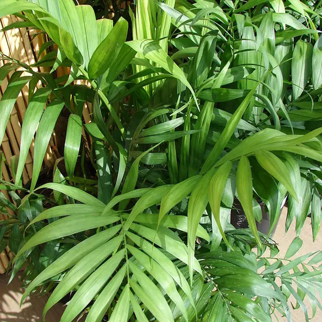 Parlor Palm Tree (Chamaedorea elegans)