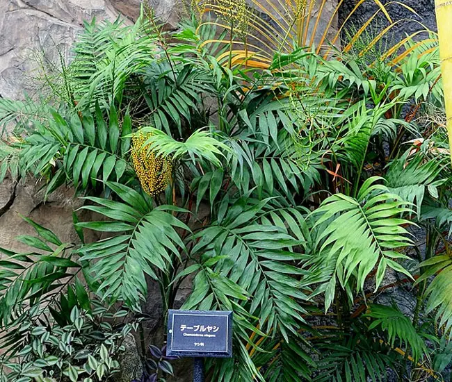 Parlor Palm Tree (Chamaedorea elegans)