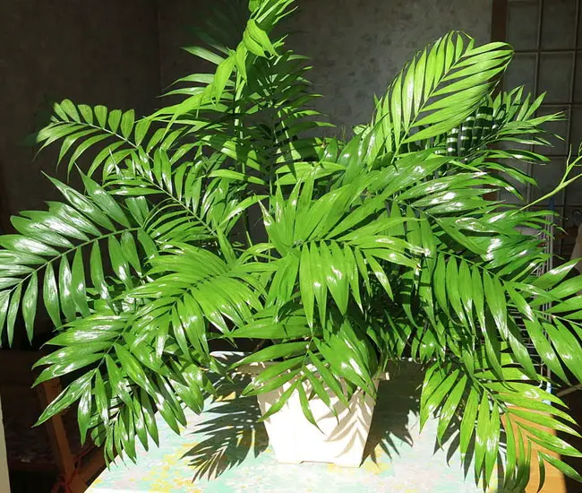 Parlor Palm Tree (Chamaedorea elegans) in a pot