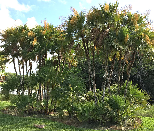 Paurotis Palm Tree (Acoelorrhaphe wrightii)