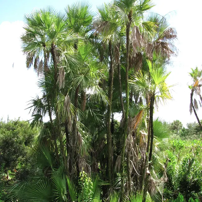 Paurotis Palm Tree (Acoelorrhaphe wrightii)