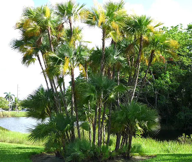 Paurotis Palm Tree (Acoelorrhaphe wrightii). 