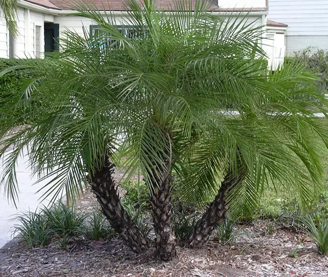 Pygmy Date Palm Tree (Phoenix roebelenii)