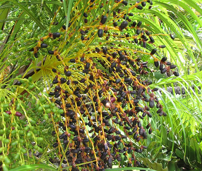 Pygmy Date Palm Tree (Phoenix roebelenii) fruits