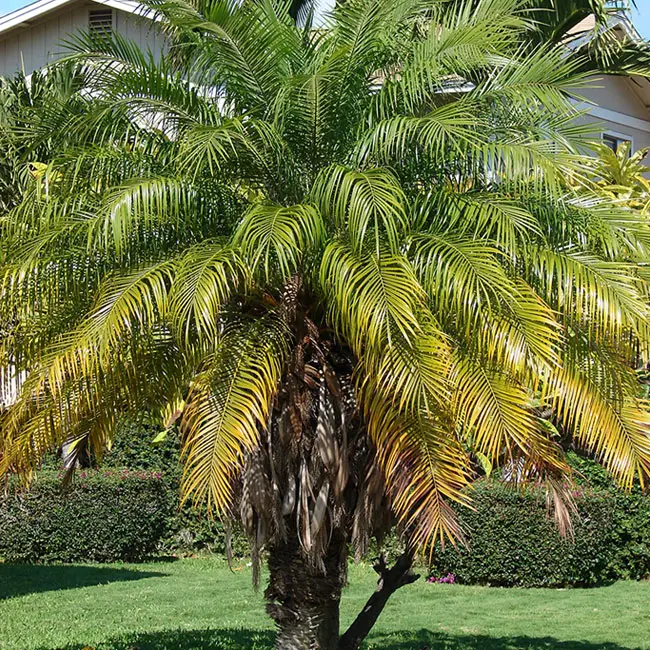 Pygmy Date Palm Tree (Phoenix roebelenii).