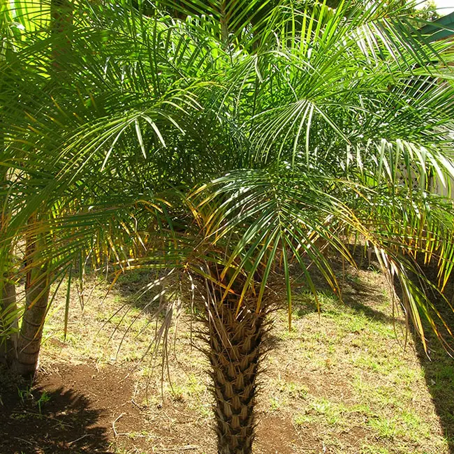 Pygmy Date Palm Tree (Phoenix roebelenii)