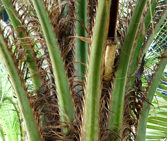 Pindo Palm Tree (Butia capitata) stems with steeth.