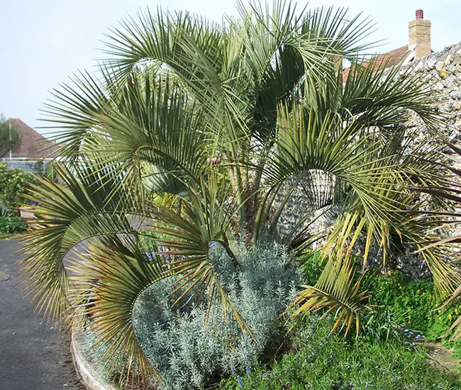 Pindo Palm Tree (Butia capitata)