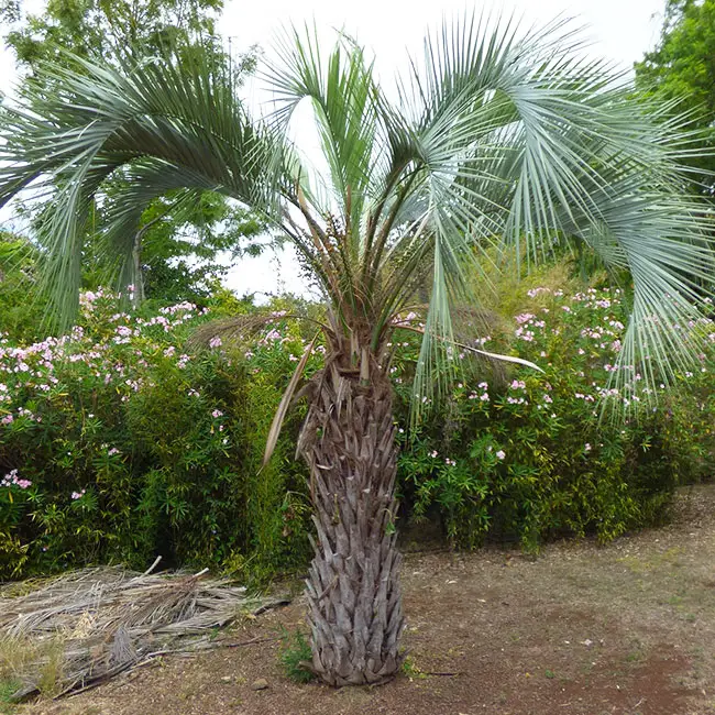 Pindo Palm Tree (Butia capitata).