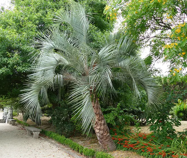 Pindo Palm Tree (Butia capitata). 