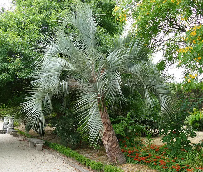 Pindo Palm Tree (Butia capitata).