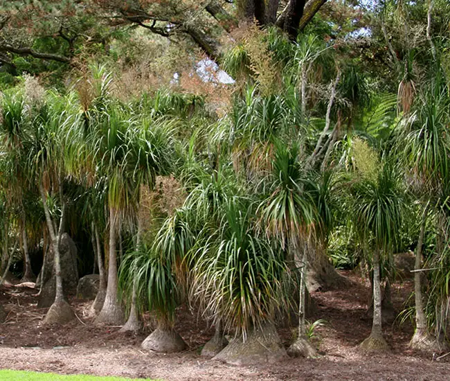 Ponytail Palm Tree (Beaucarnea recurvata)