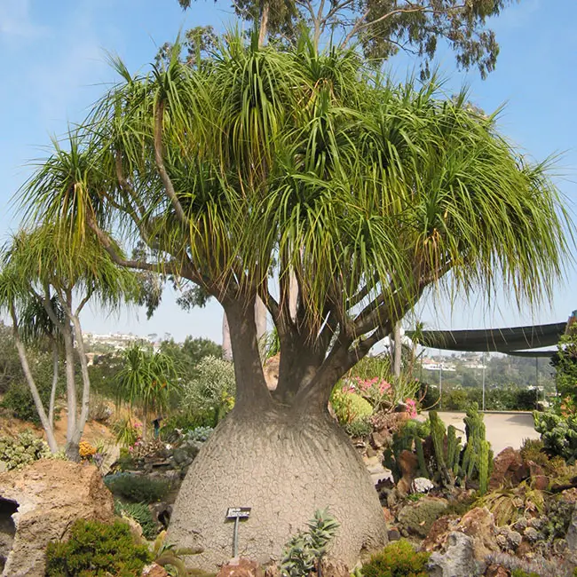 Ponytail Palm Tree (Beaucarnea recurvata). 