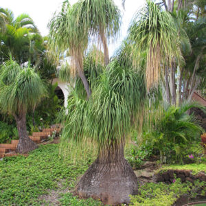 Ponytail Palm