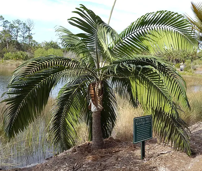 Princess Palm Tree (Dictyosperma album). 