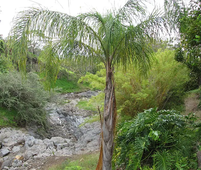 Queen Palm Tree (Syagrus romanzoffiana)