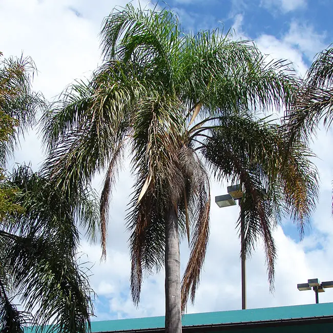 Queen Palm Tree (Syagrus romanzoffiana)