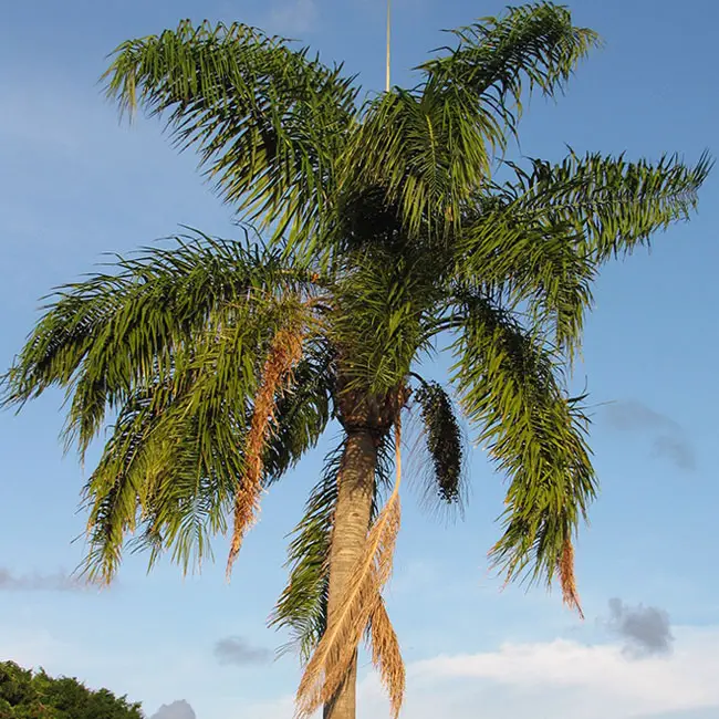 Queen Palm Tree (Syagrus romanzoffiana). 